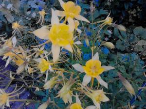 This very pretty yellow aquilegia or grannie's bonnet is just going over